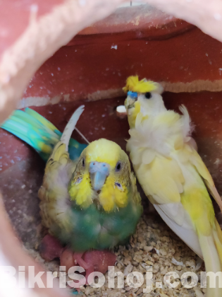 Jp budgies